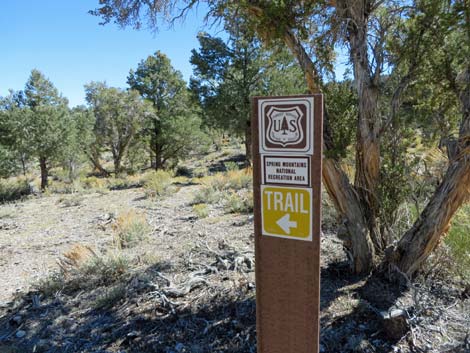 Blue Tree Loop Trail