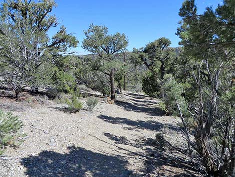 Blue Tree Loop Trail