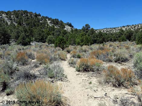 Blue Tree Loop Trail