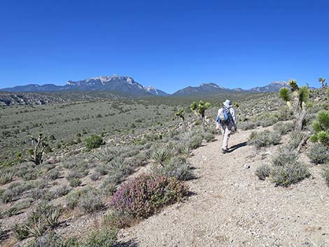 Rocky Gorge Loop Trail