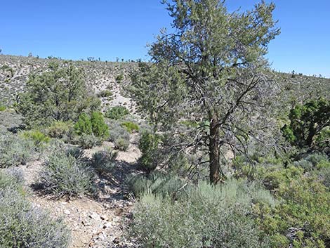 Rocky Gorge Loop Trail