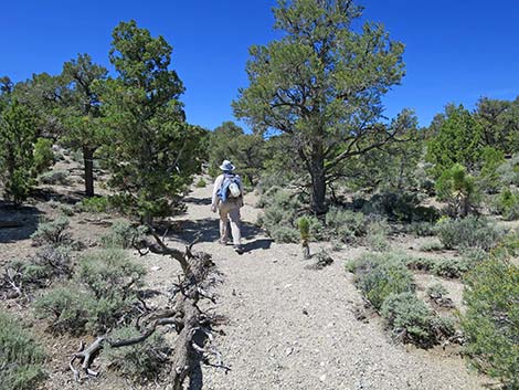 Rocky Gorge Loop Trail