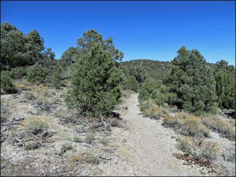 Sawmill Loop Trail