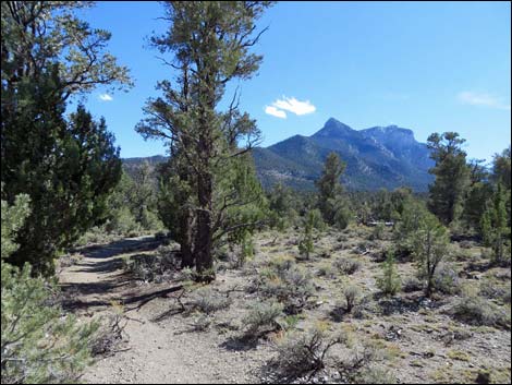 Sawmill Loop Trail