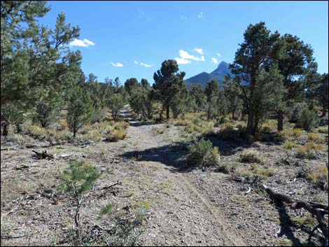 Sawmill Loop Trail