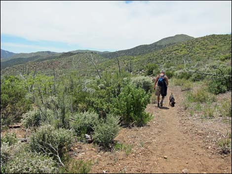 Schaerfer Spring Trail