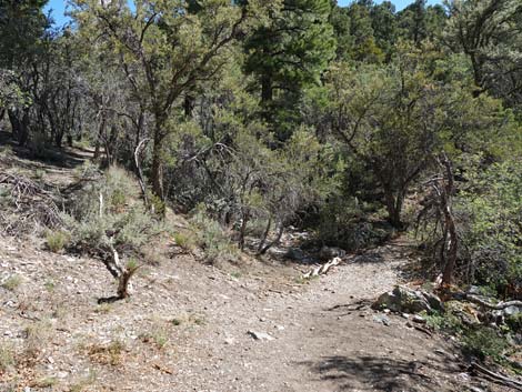 Stanley B Springs Trail