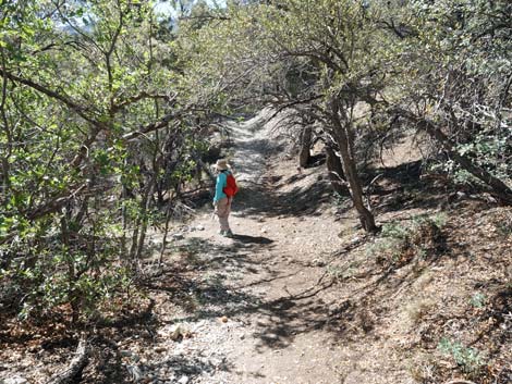 Stanley B Springs Trail