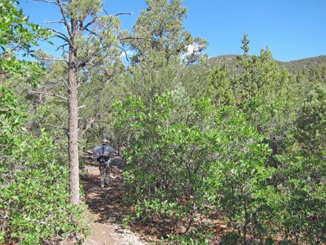 Lower Telephone Canyon Trail