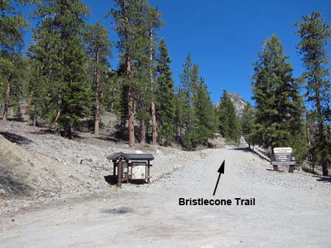 Lower Bristlecone Trailhead