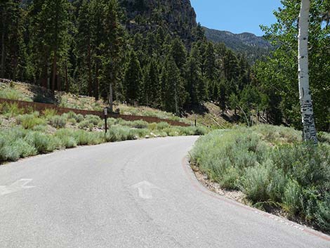 Cathedral Rock Trailhead