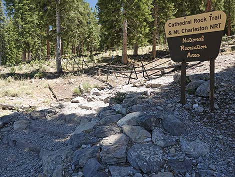 Cathedral Rock Trailhead