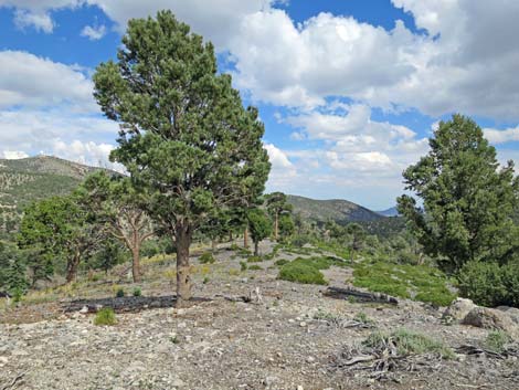 Juniper Trailhead