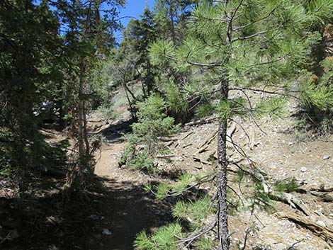 Wildhorse Loop Trail