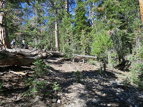 Wildhorse Loop Trail