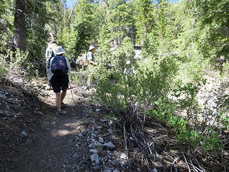 Wildhorse Loop Trail