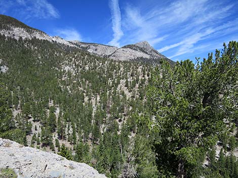 Wildhorse Loop Trail