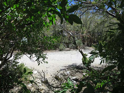 Wildhorse Loop Trail