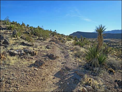 Cat-N-Hat Trail