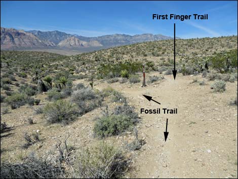 Fossil Trail