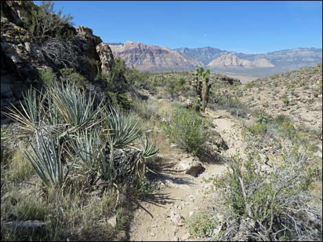 Fossil Trail