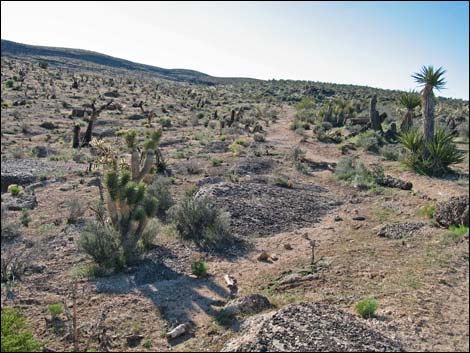 Fossil Trail