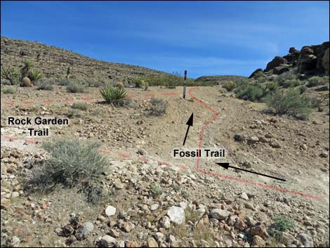 Fossil Trail