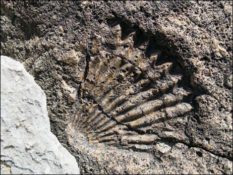 Blue Diamond Hill Fossils