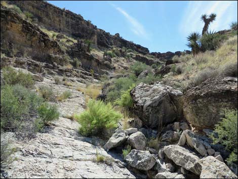 Blue Diamond Hill Fossils