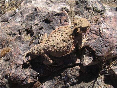 Rock Garden Trail