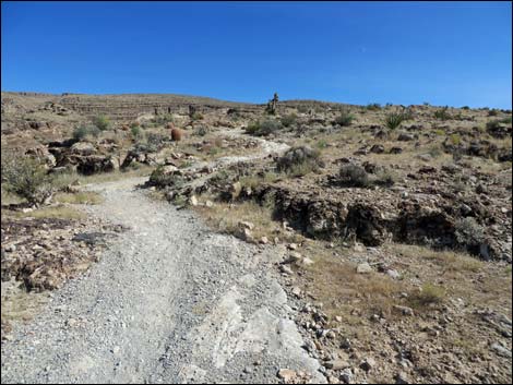 Rock Garden Trail