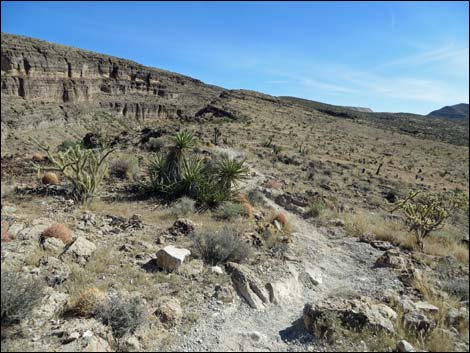 Rock Garden Trail