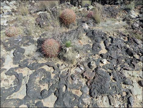 Rock Garden Trail