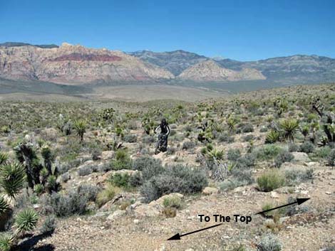 To-The-Top Trail