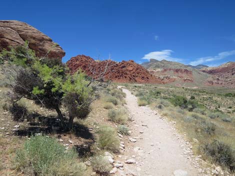 Calico Basin Trail