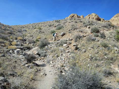 Calico Hills Loop Trail