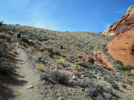 Calico Hills Loop Trail