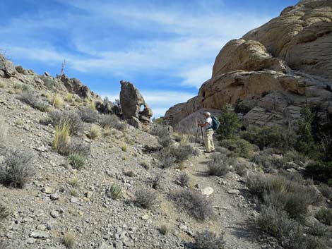 Calico Hills Loop Trail