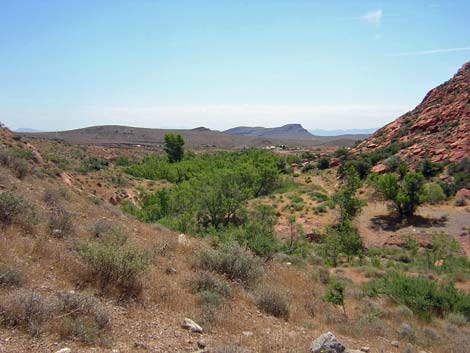 Calico Hills Loop Trail