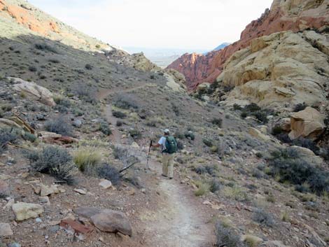 Calico Hills Loop Trail