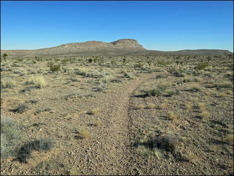 Campground Flats Loop Trail