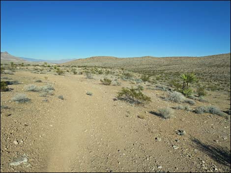 Campground Flats Loop Trail