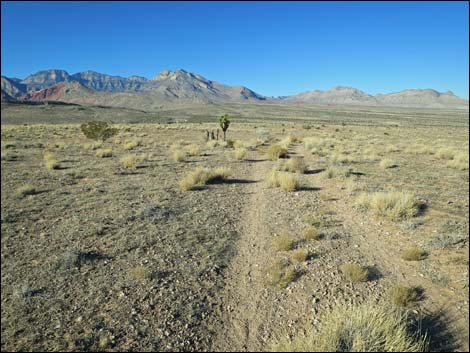 Campground Flats Loop Trail