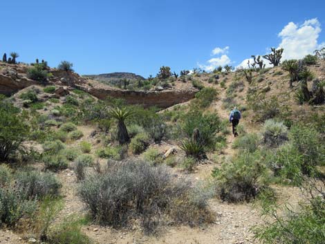 Campground Wash Trail