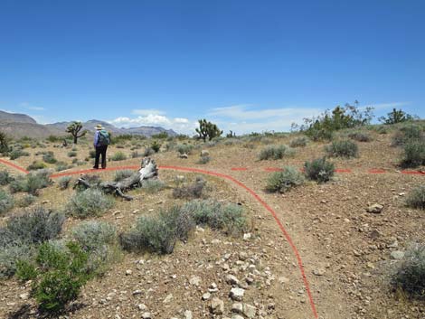 Campground Wash Trail