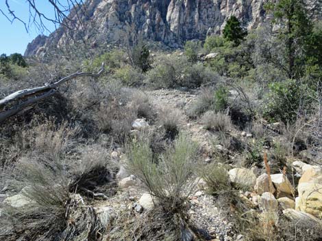 Escarpment Trail