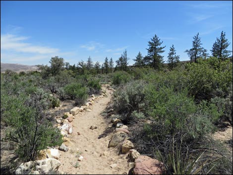 Fire Ecology Trail