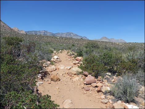 Fire Ecology Trail