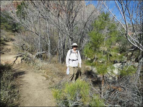 First Creek Canyon