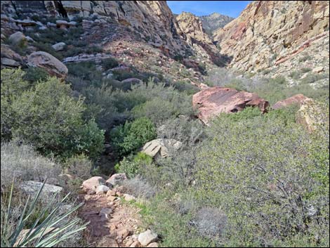 First Creek Canyon